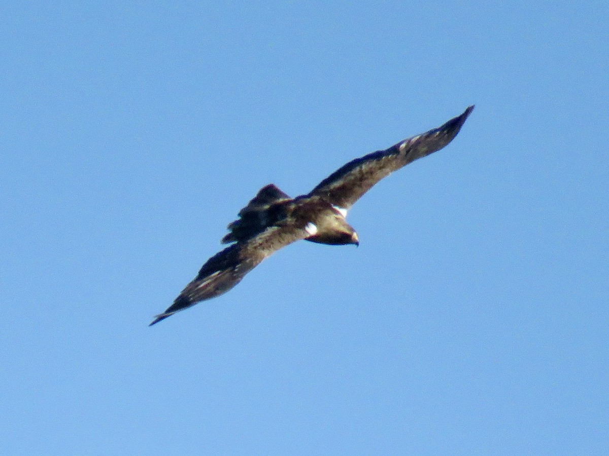 Booted Eagle - ML621637437