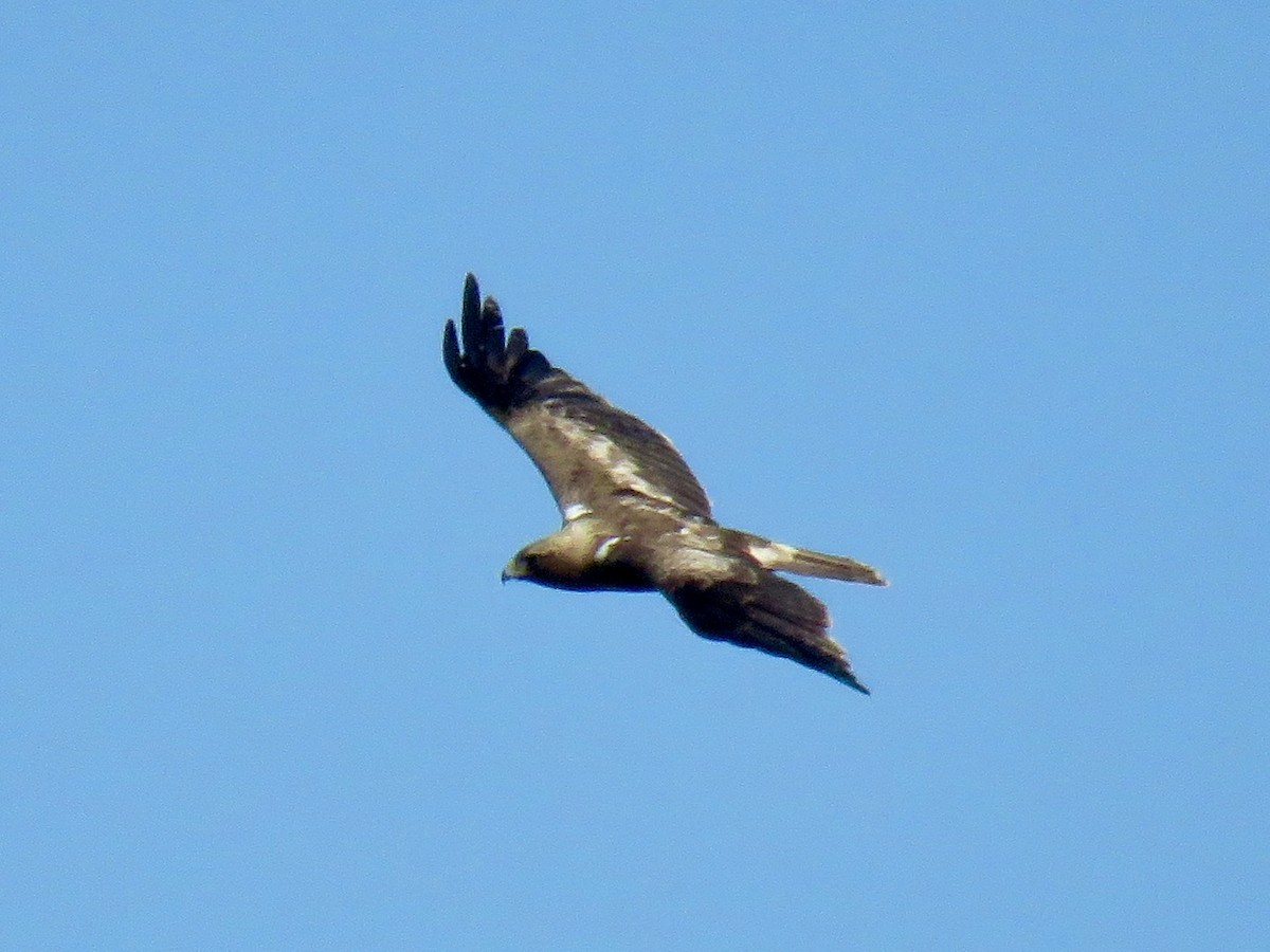 Booted Eagle - ML621637438