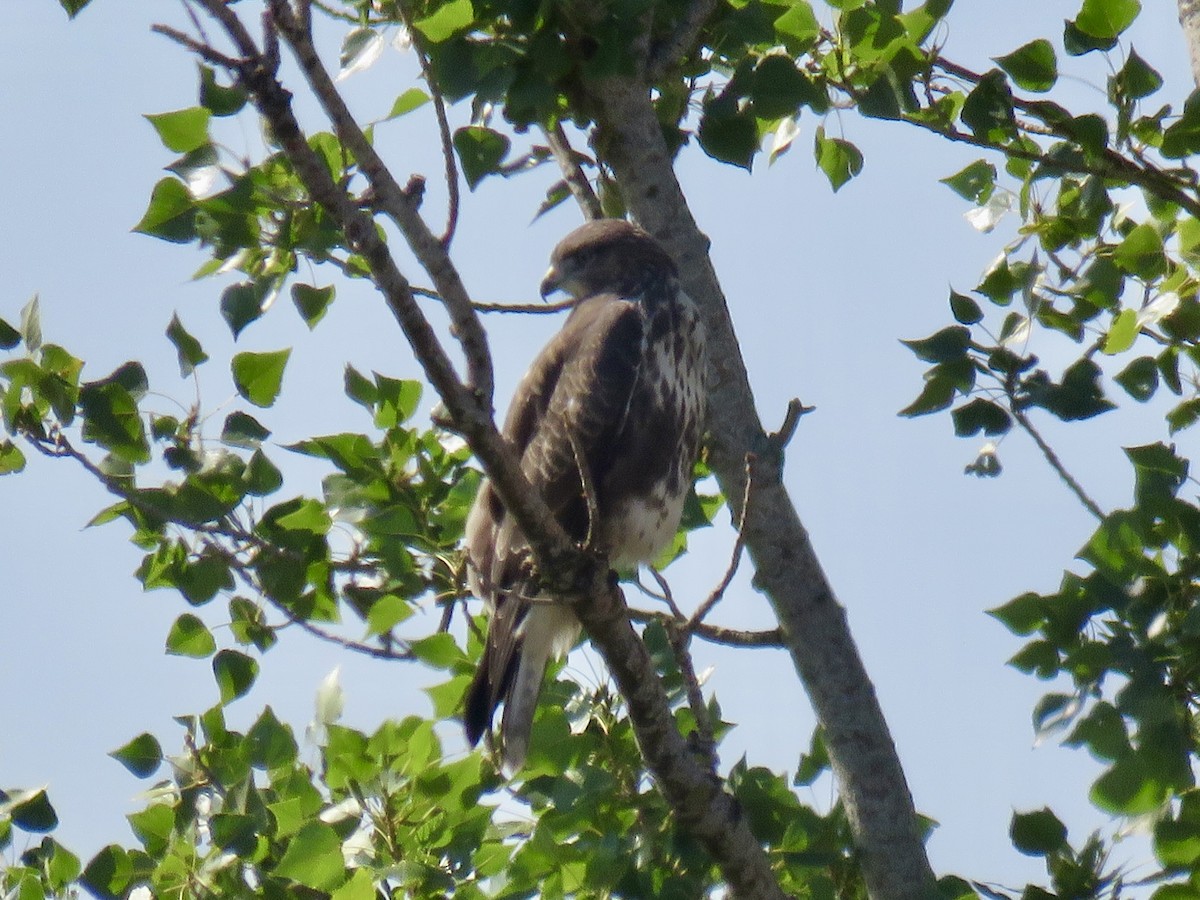 Common Buzzard - ML621637456