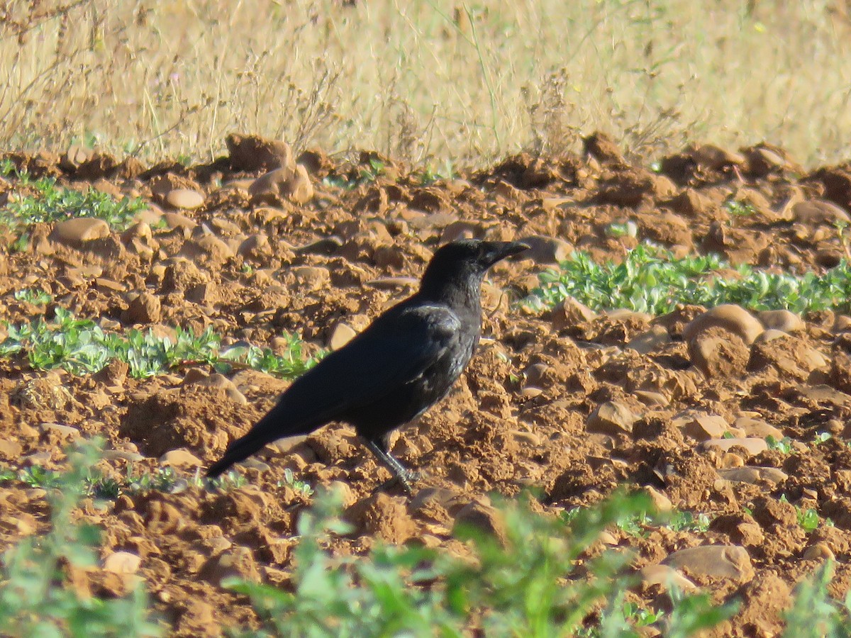 Carrion Crow - ML621637468
