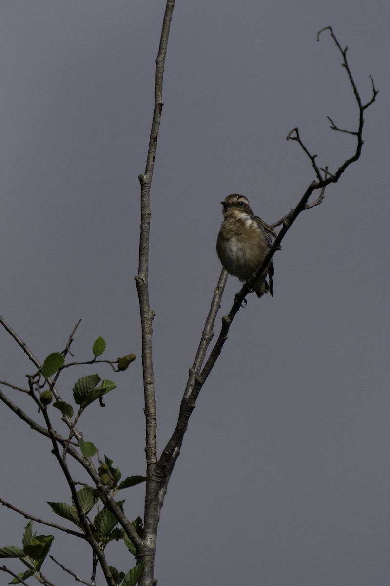 Whinchat - ML621637477