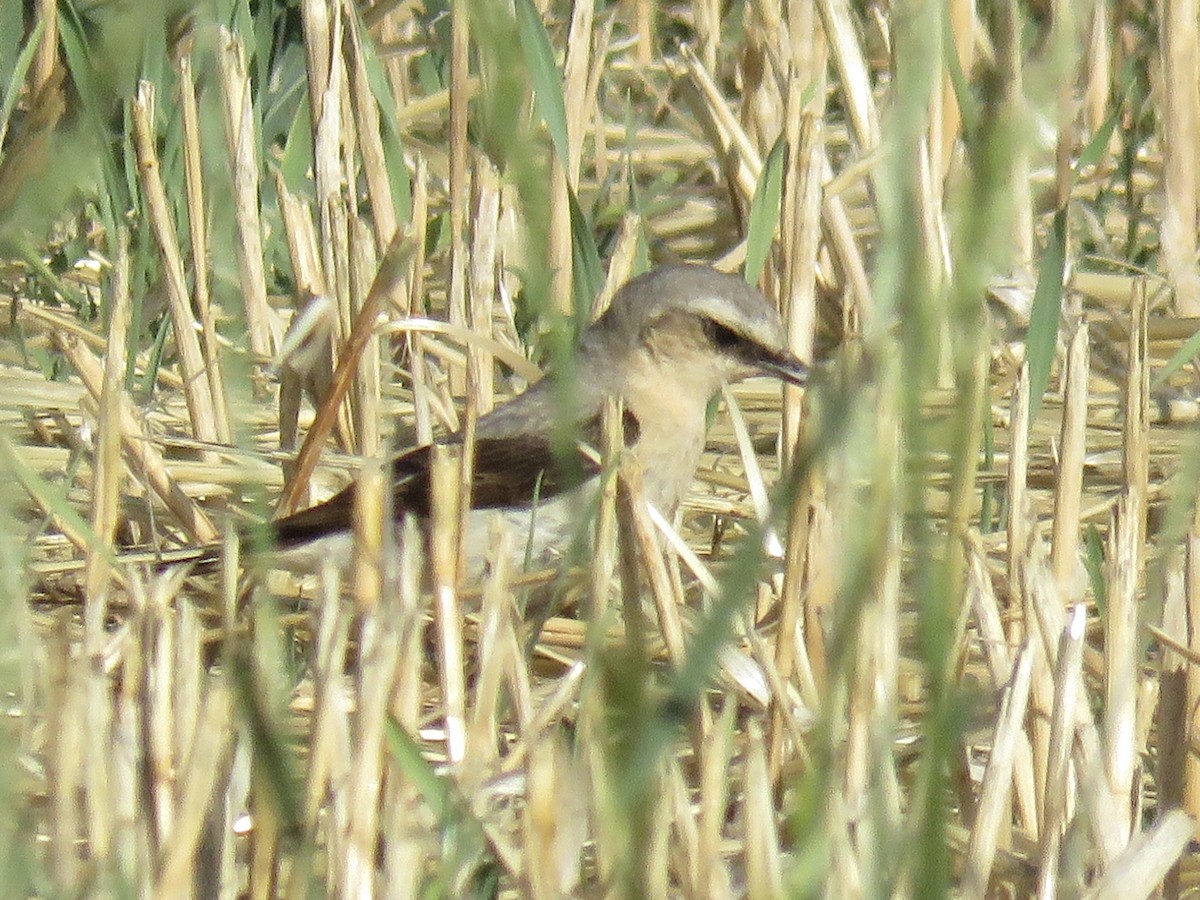 Northern Wheatear - ML621637487