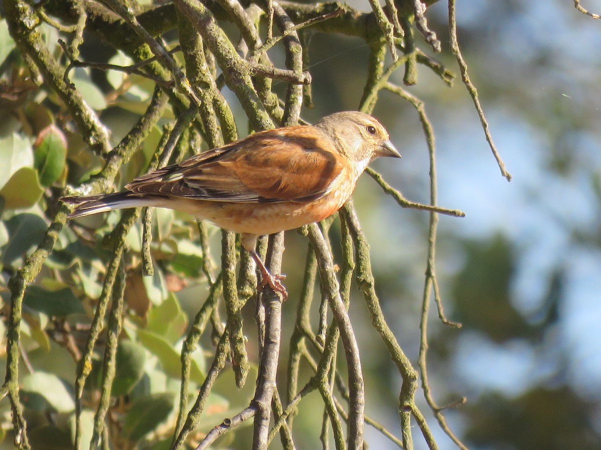 Eurasian Linnet - ML621637511