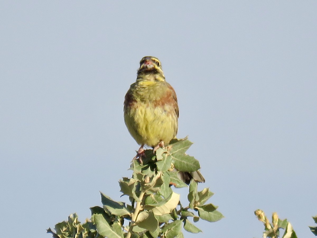 Cirl Bunting - ML621637523