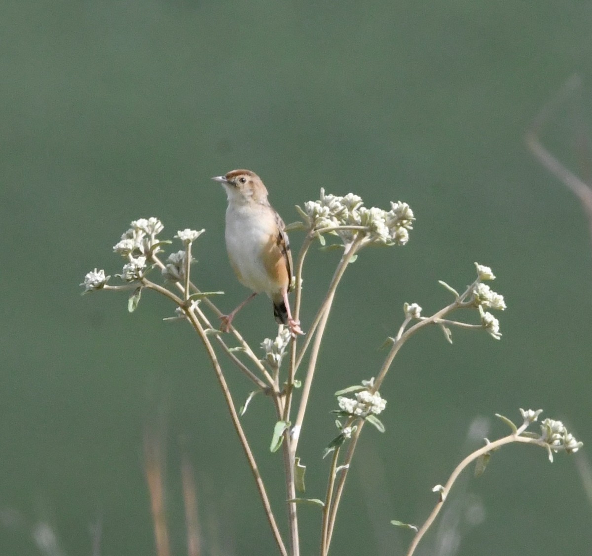 Wing-snapping Cisticola - ML621637527