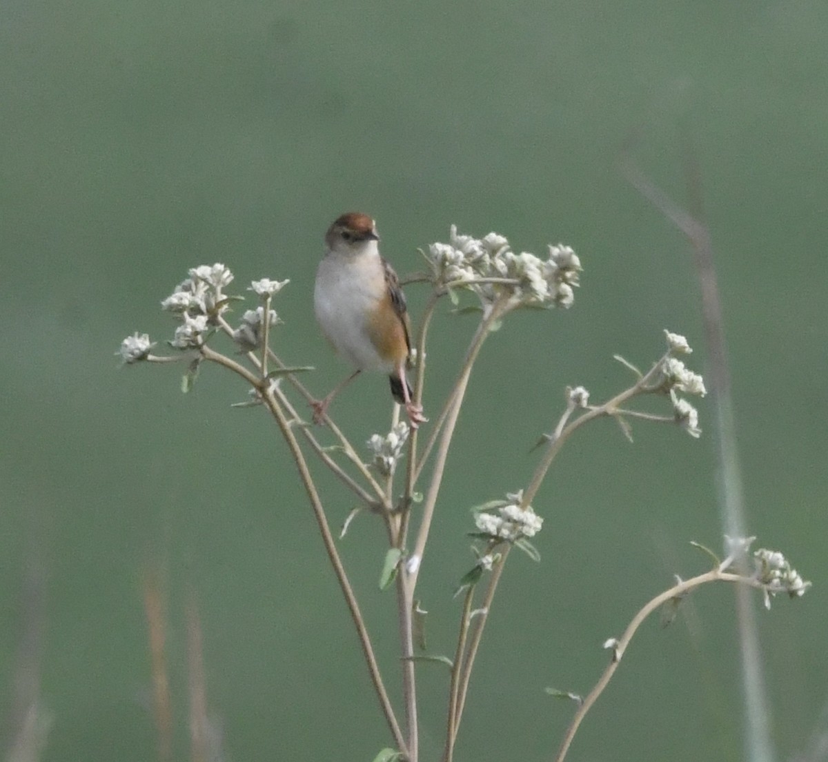 Wing-snapping Cisticola - ML621637531