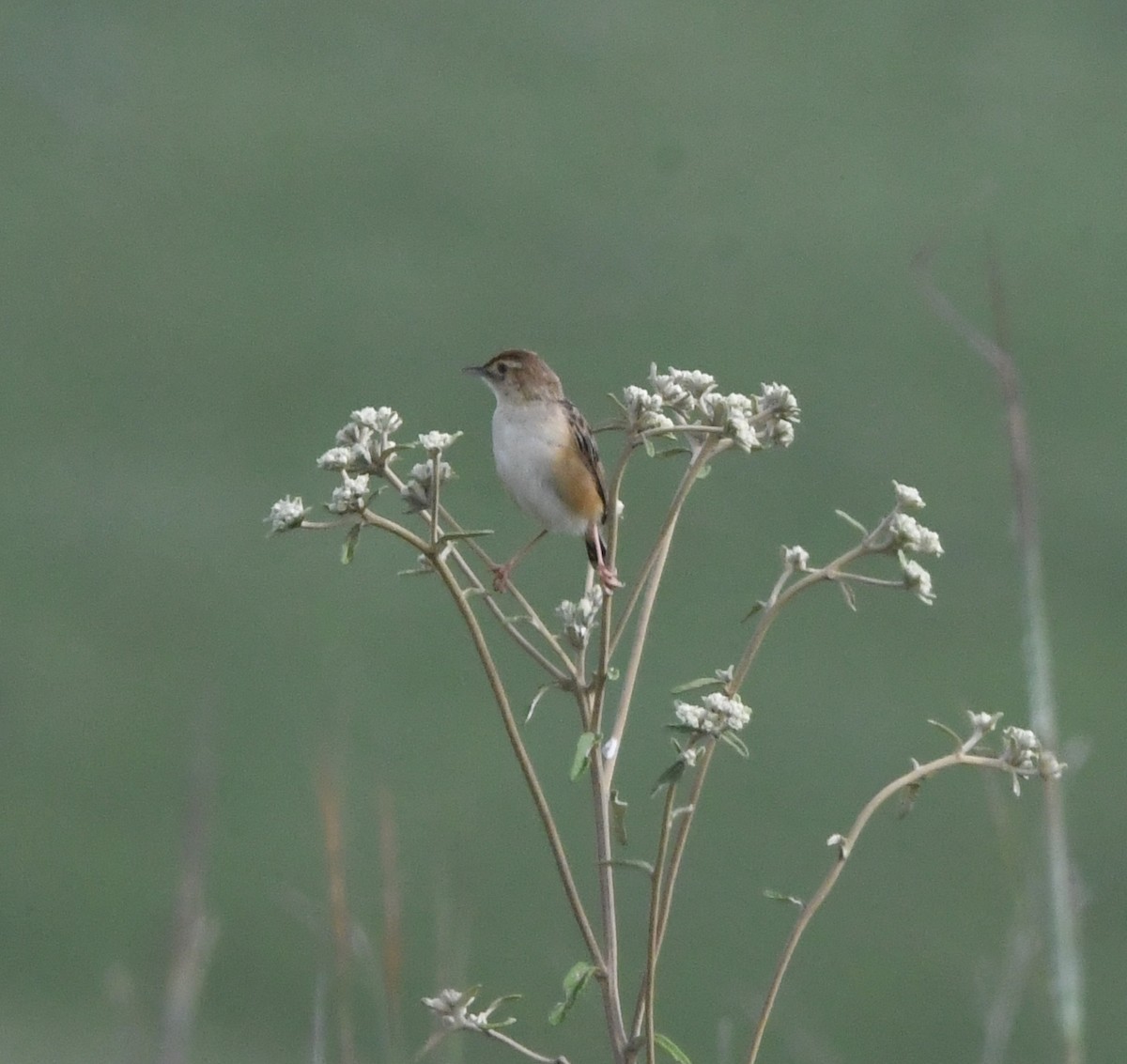 Wing-snapping Cisticola - ML621637539