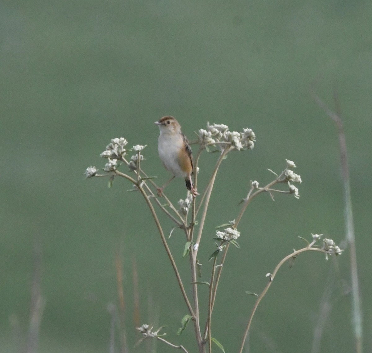 Wing-snapping Cisticola - ML621637547