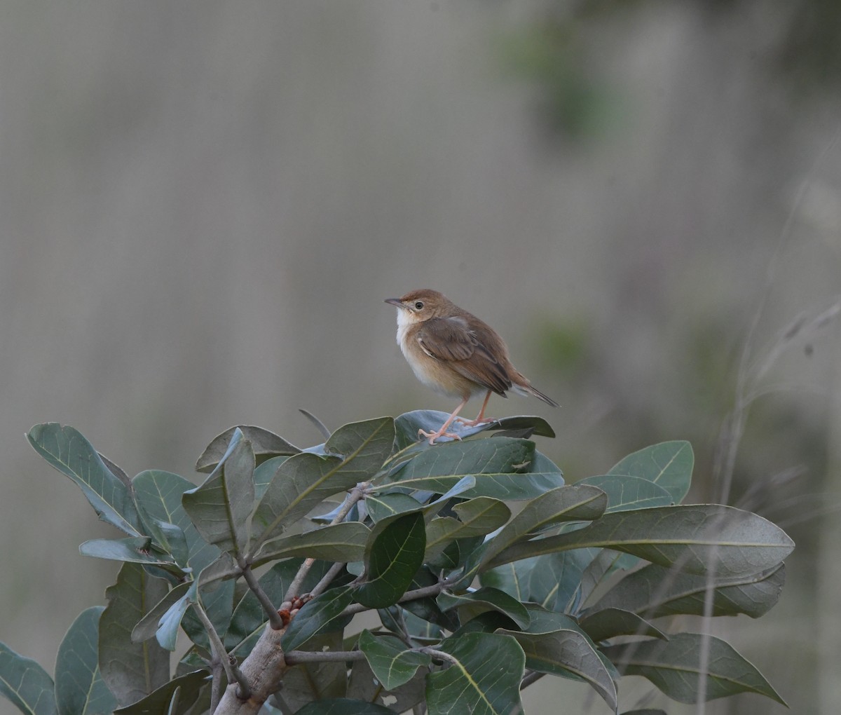 Siffling Cisticola - ML621637601