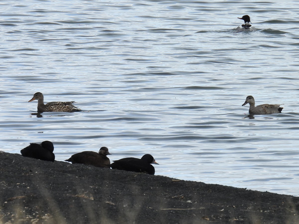 Canard chipeau - ML621637605