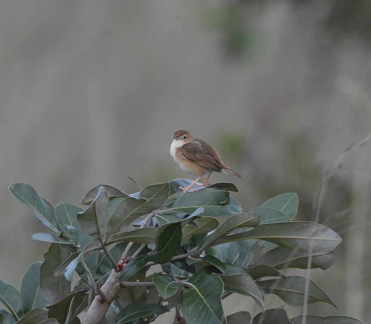 Siffling Cisticola - ML621637608