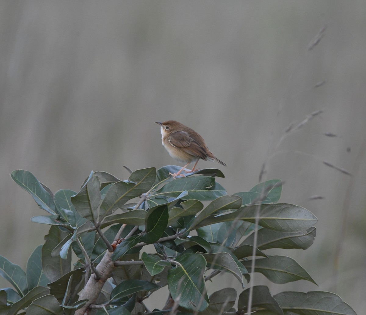 Siffling Cisticola - ML621637617