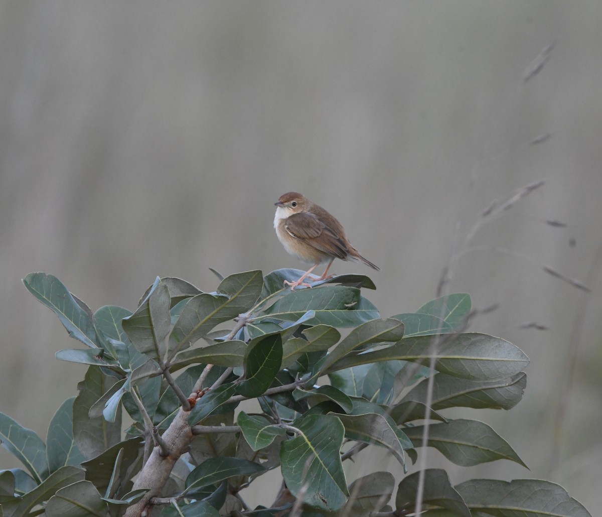 Siffling Cisticola - ML621637621