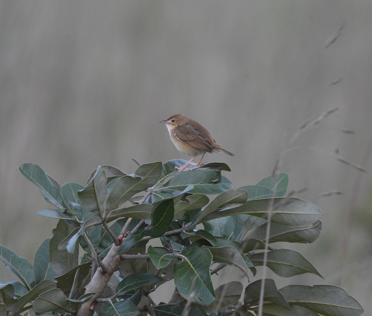 Siffling Cisticola - ML621637633