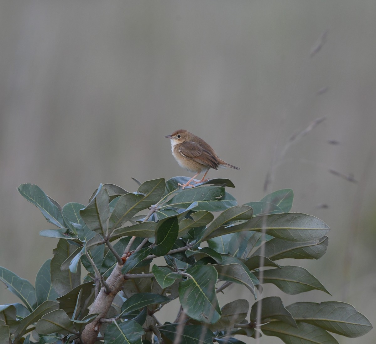 Siffling Cisticola - ML621637662