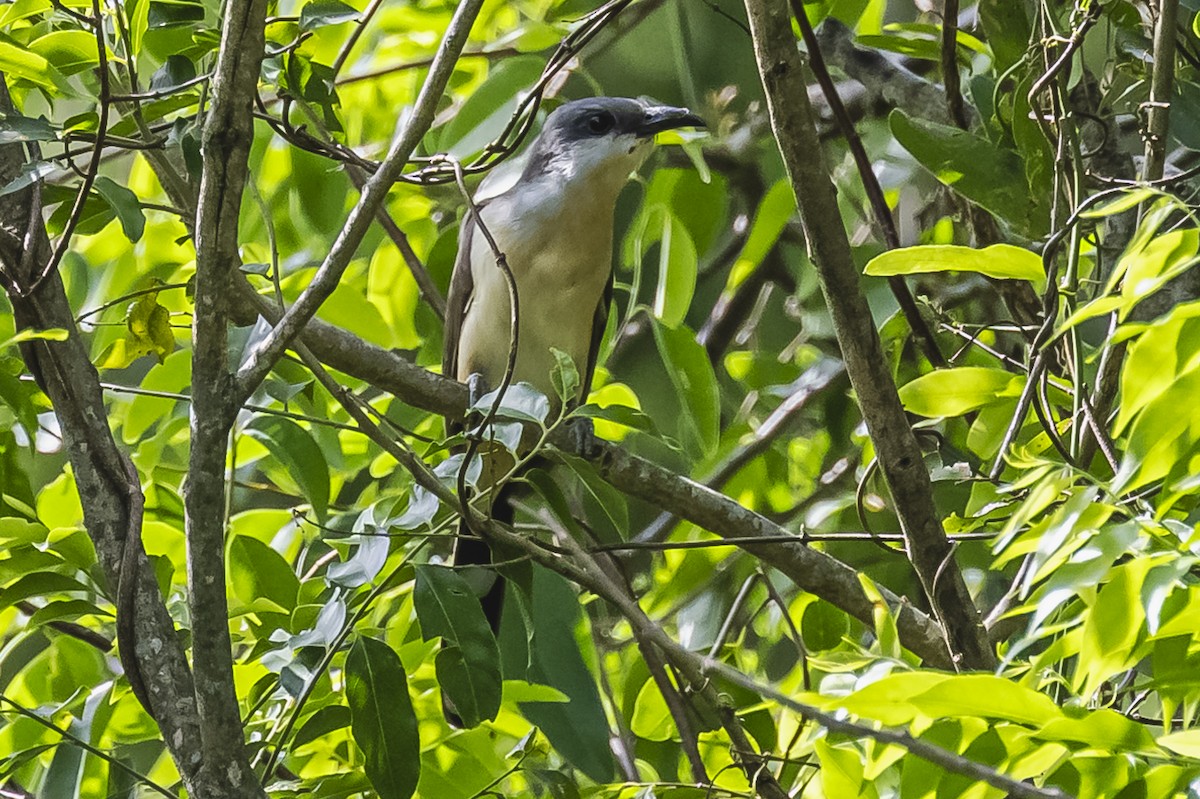 Dark-billed Cuckoo - ML621637683