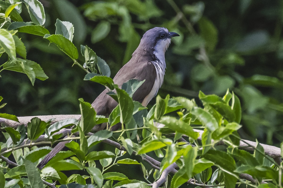 Dark-billed Cuckoo - ML621637684