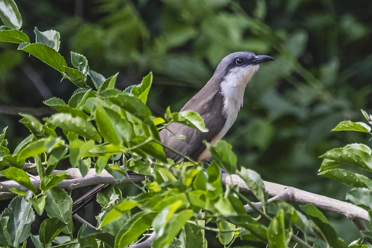 Dark-billed Cuckoo - ML621637685