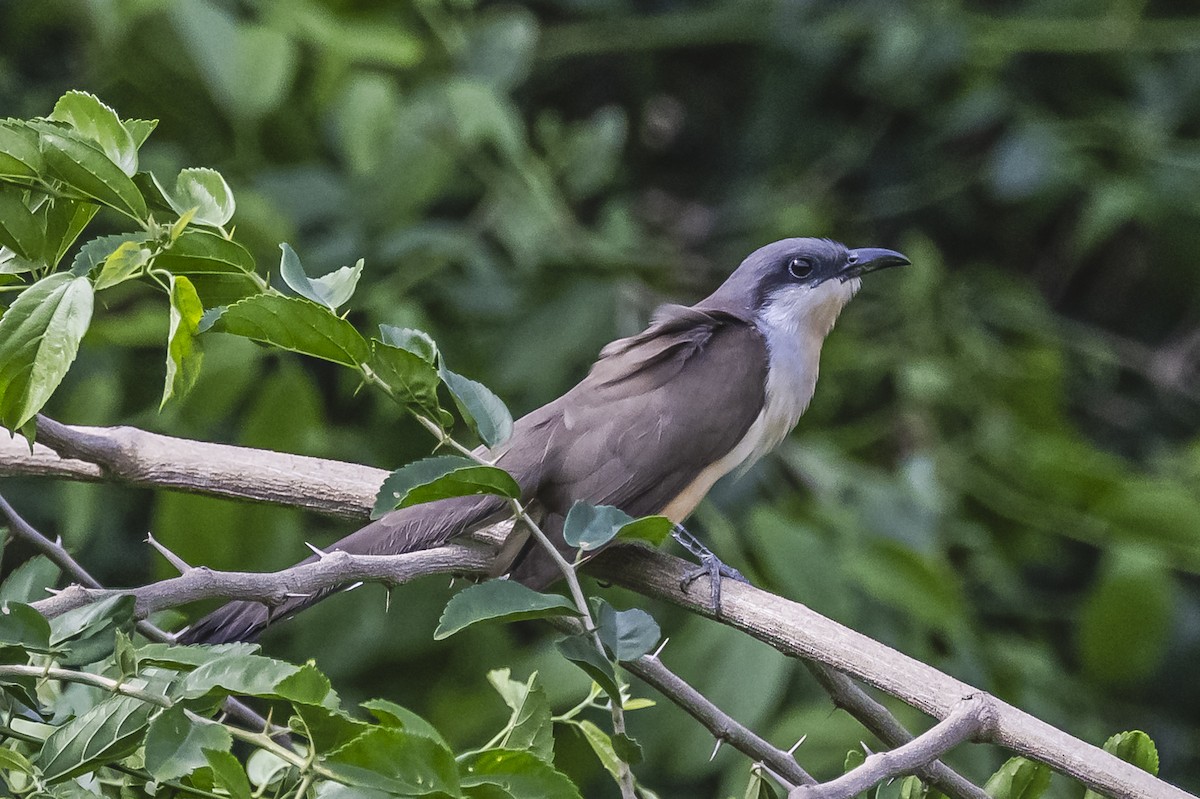 Dark-billed Cuckoo - ML621637686