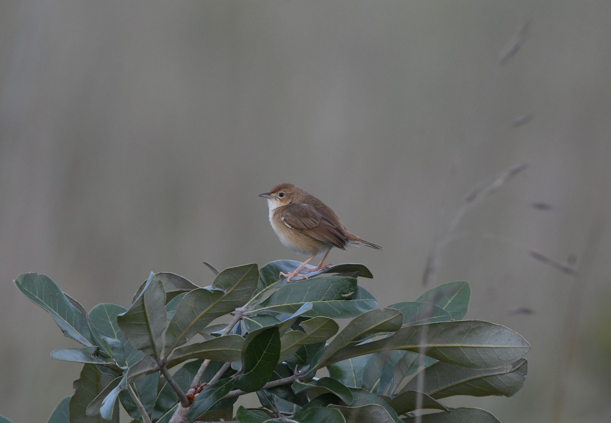 Siffling Cisticola - ML621637688