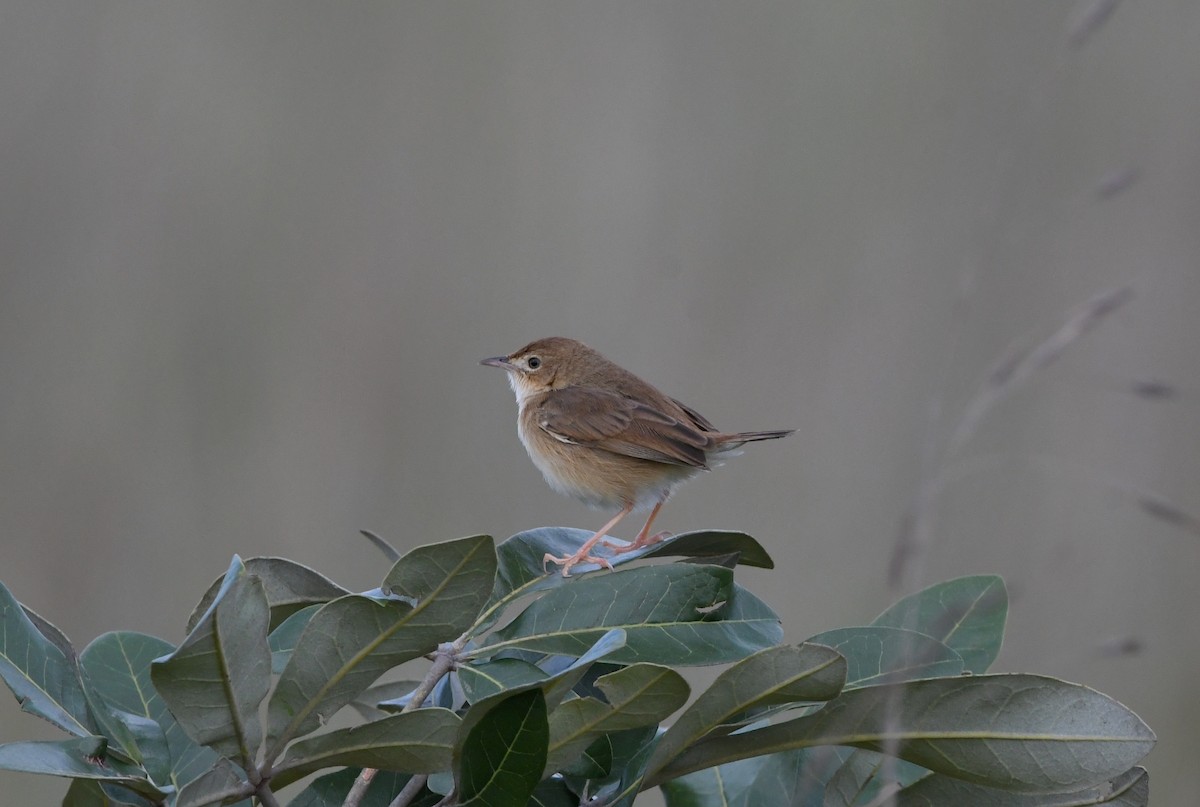 Siffling Cisticola - ML621637709