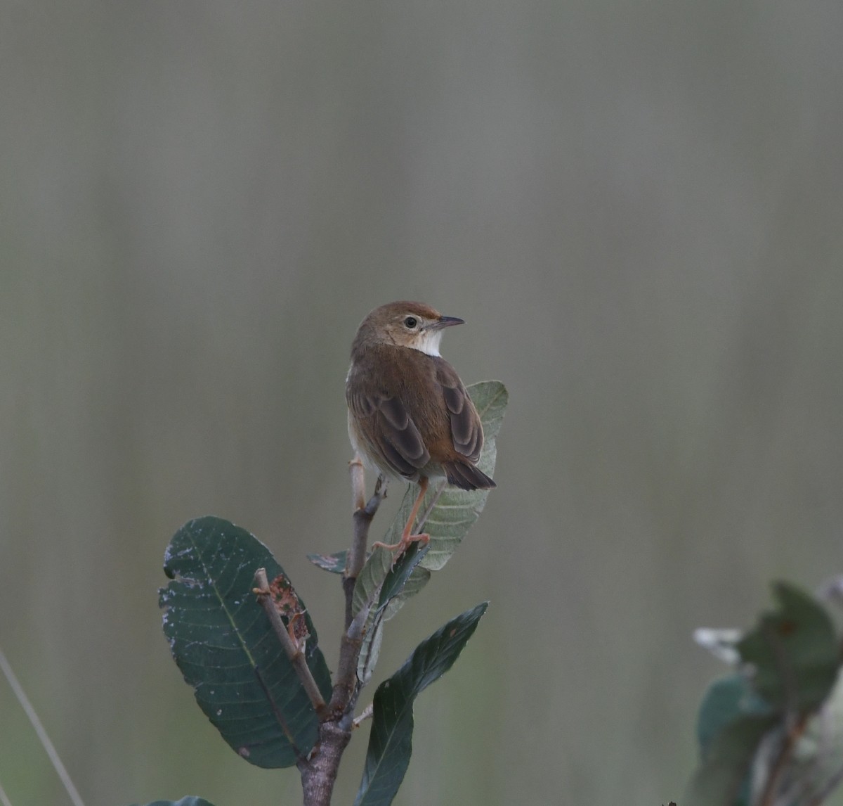 Siffling Cisticola - ML621637724