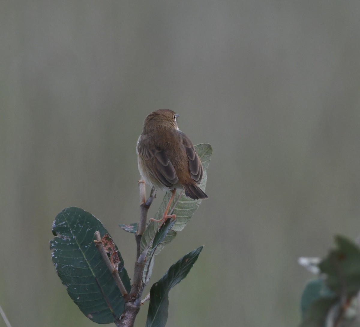 Siffling Cisticola - ML621637733