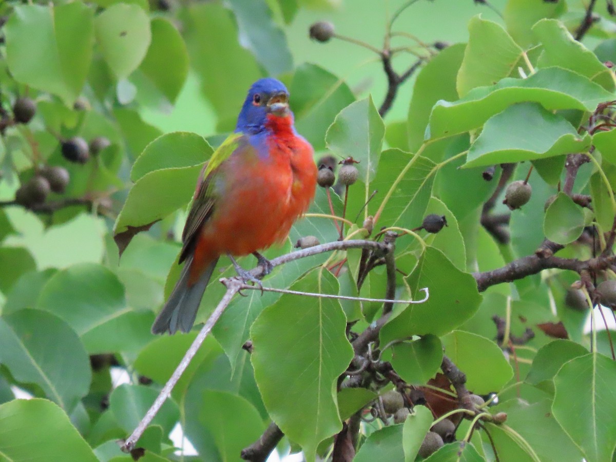 Painted Bunting - ML621637734