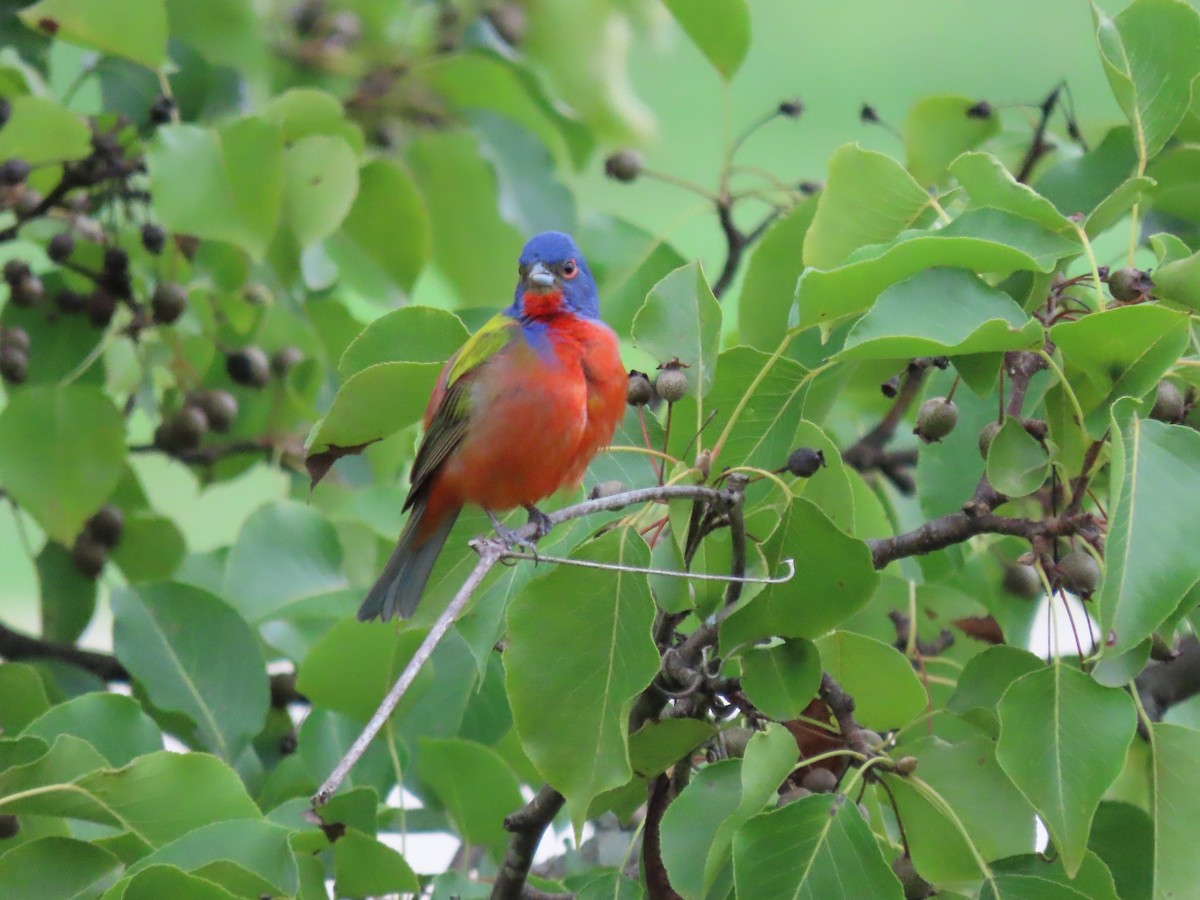 Painted Bunting - ML621637735