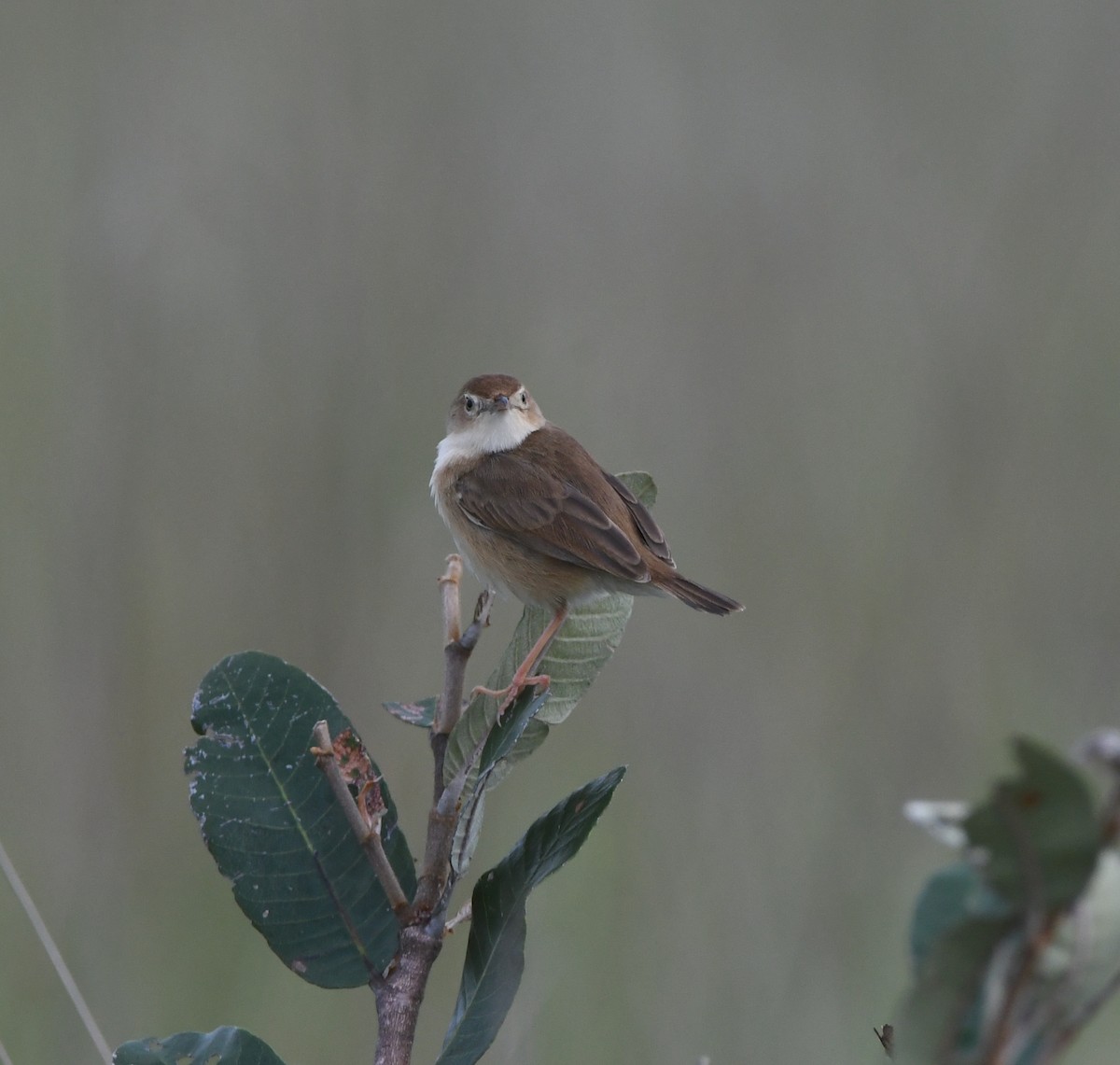 Siffling Cisticola - ML621637753