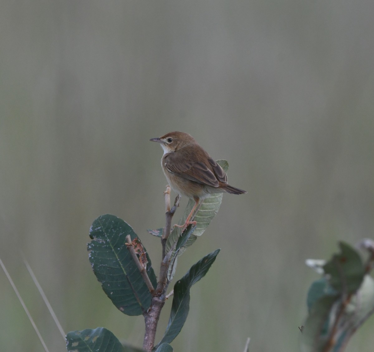 Siffling Cisticola - ML621637759