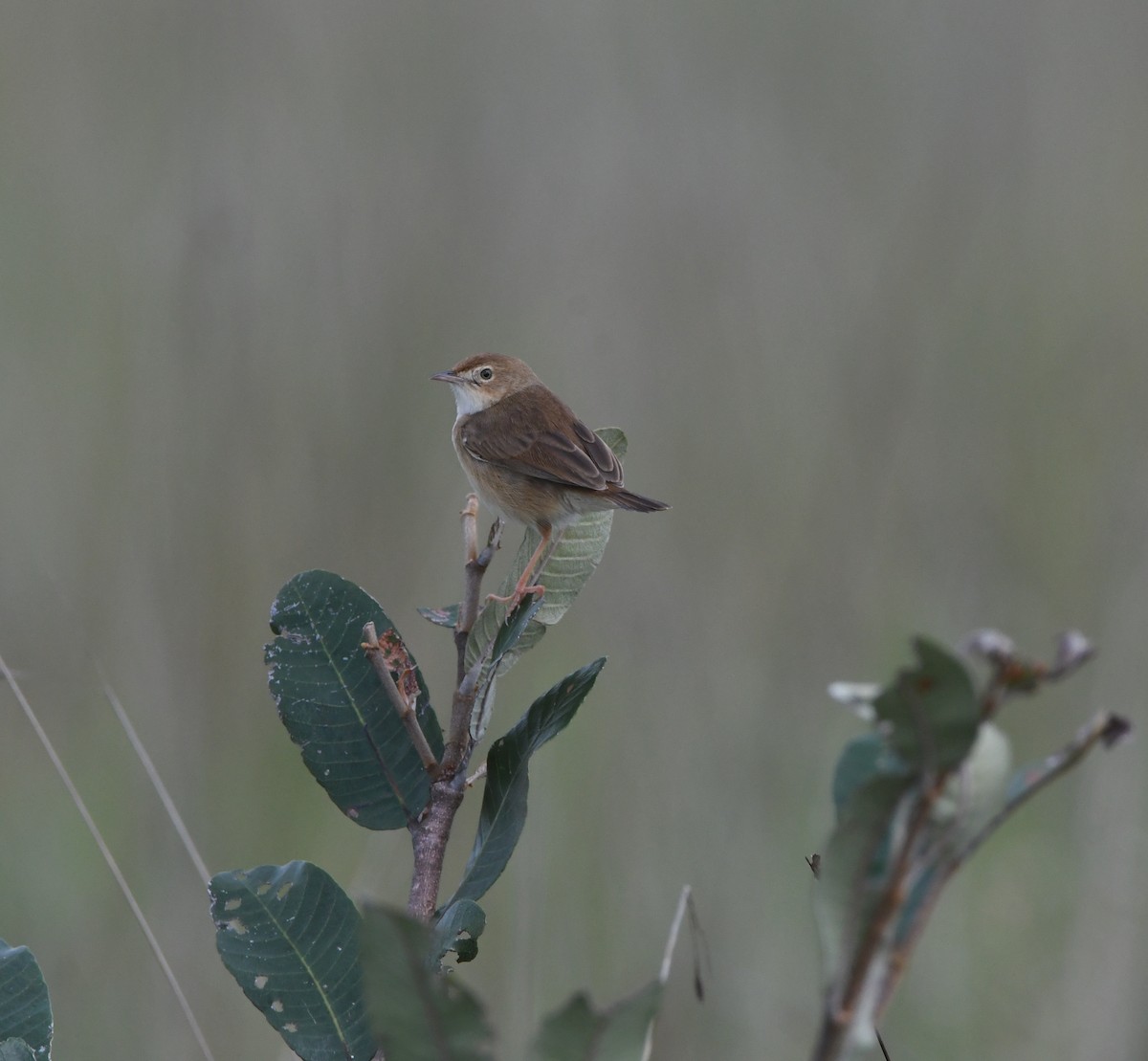 Siffling Cisticola - ML621637769