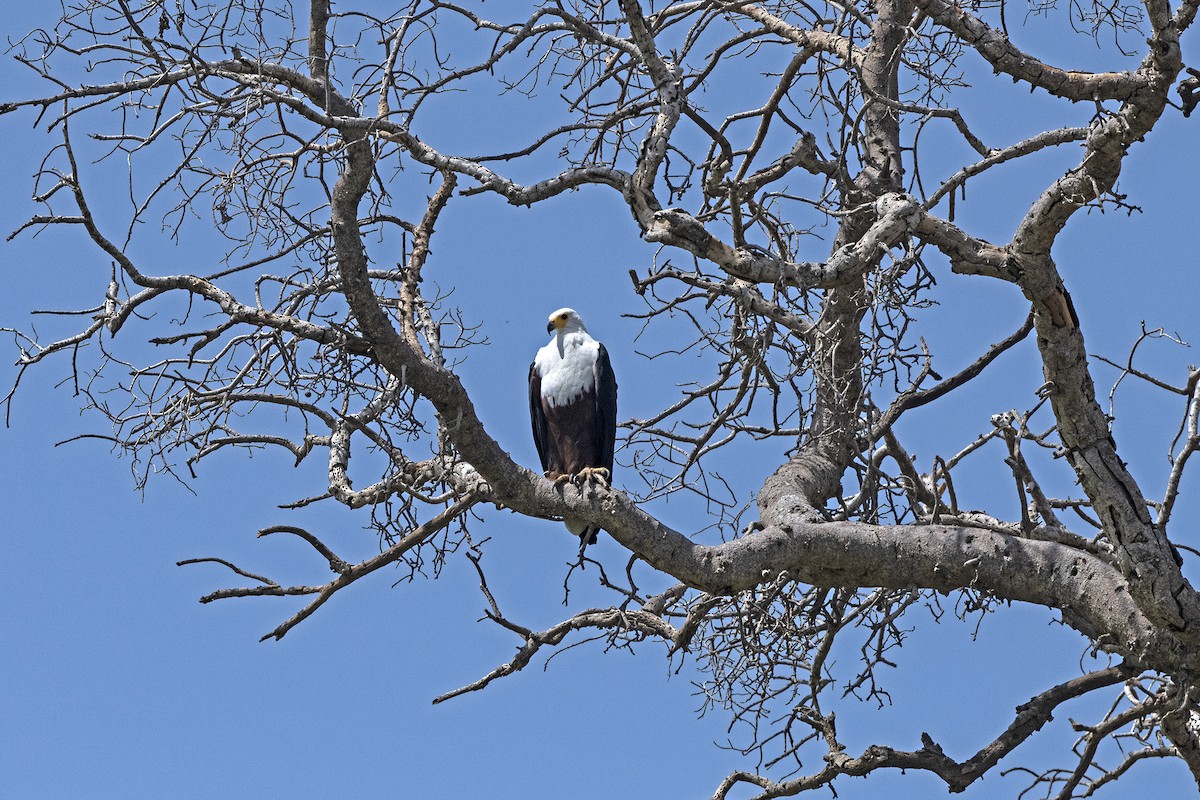 African Fish-Eagle - Wachara  Sanguansombat