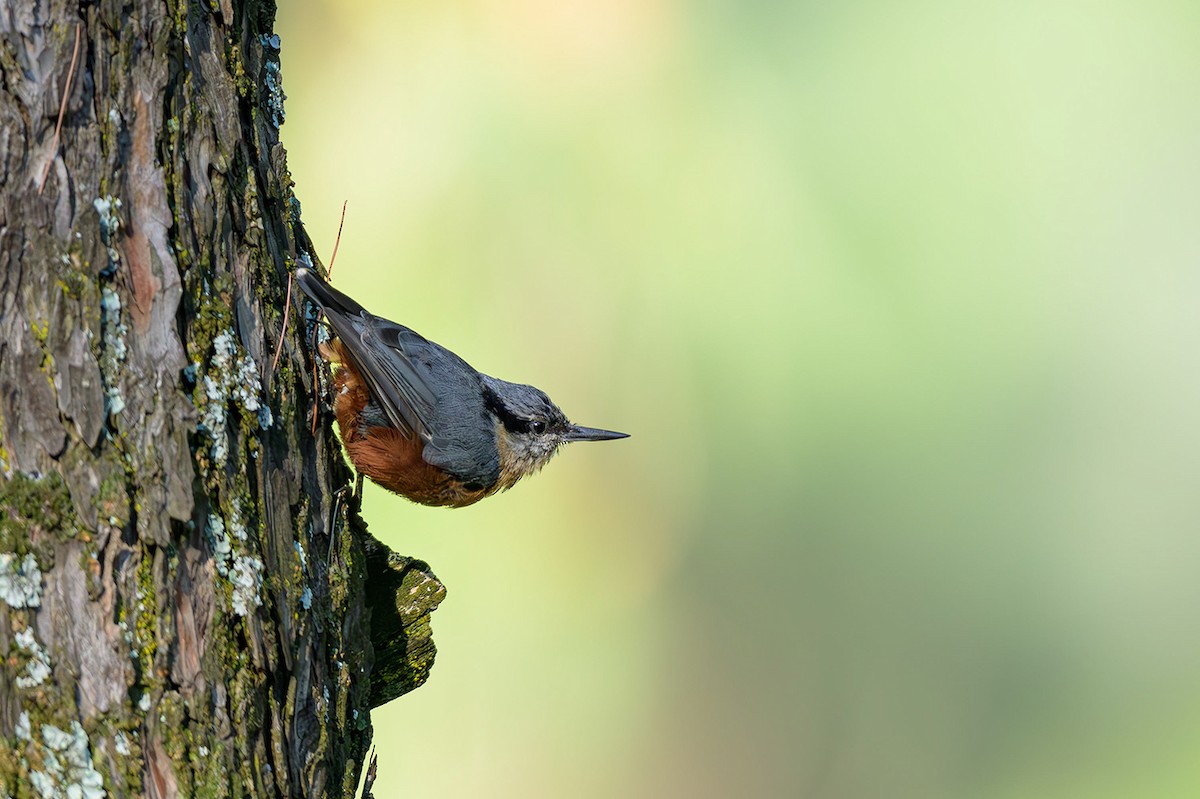 Kashmir Nuthatch - ML621638094