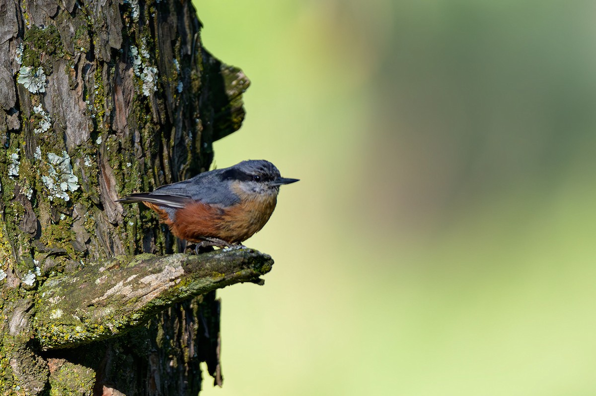 Kashmir Nuthatch - ML621638101