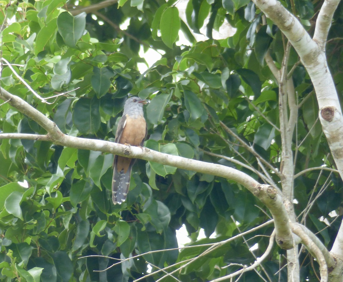 Manus Brush Cuckoo - Rich Bayldon