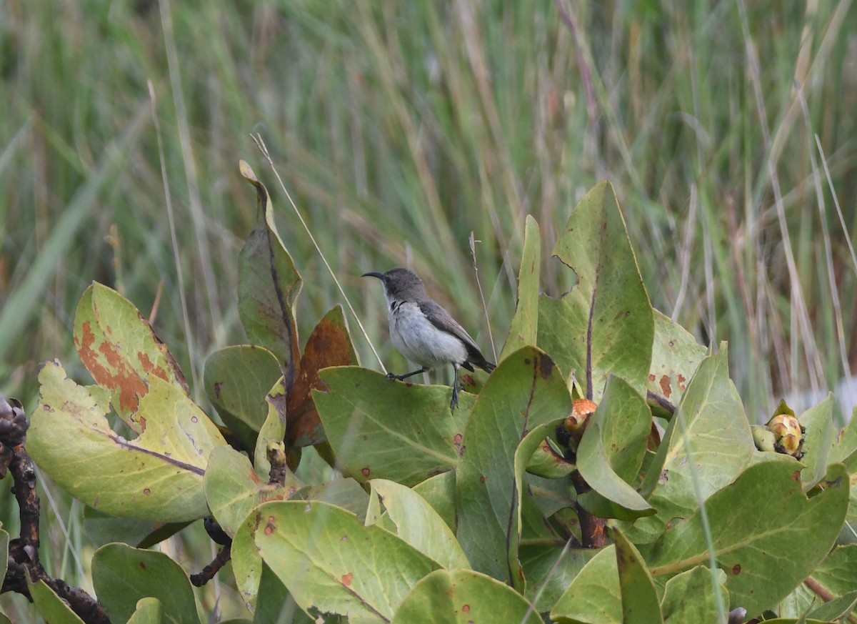 Oustalet's Sunbird (Angola) - ML621638119