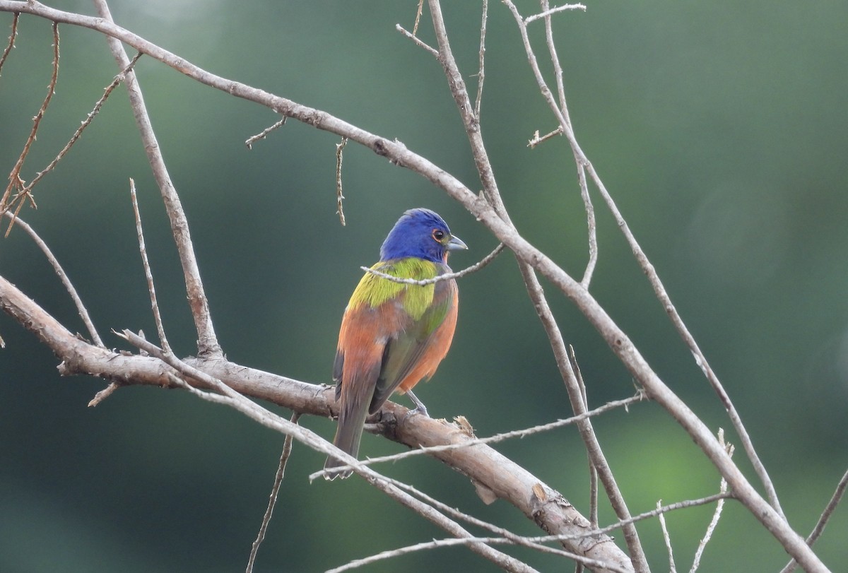 Painted Bunting - ML621638144