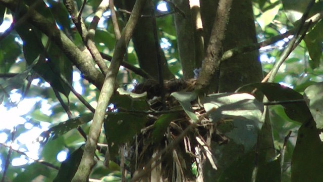 Orange-headed Thrush - ML621638211