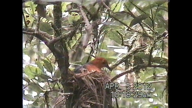 Orange-headed Thrush - ML621638278