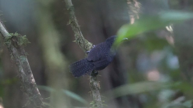 Fulvous Antshrike - ML621638320