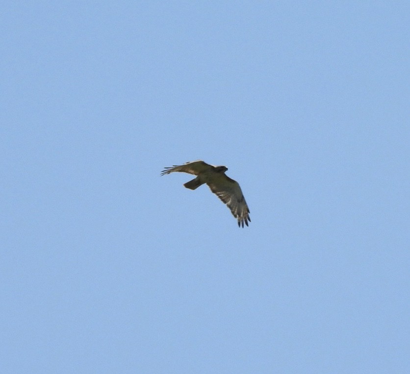 Red-tailed Hawk - ML621638323