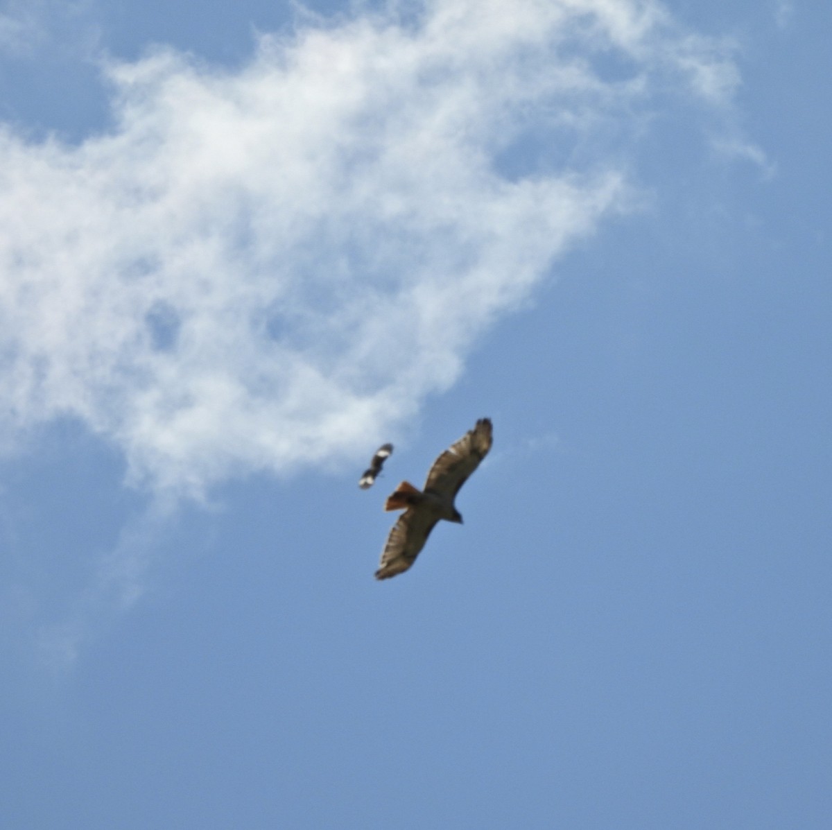 Red-tailed Hawk - ML621638324