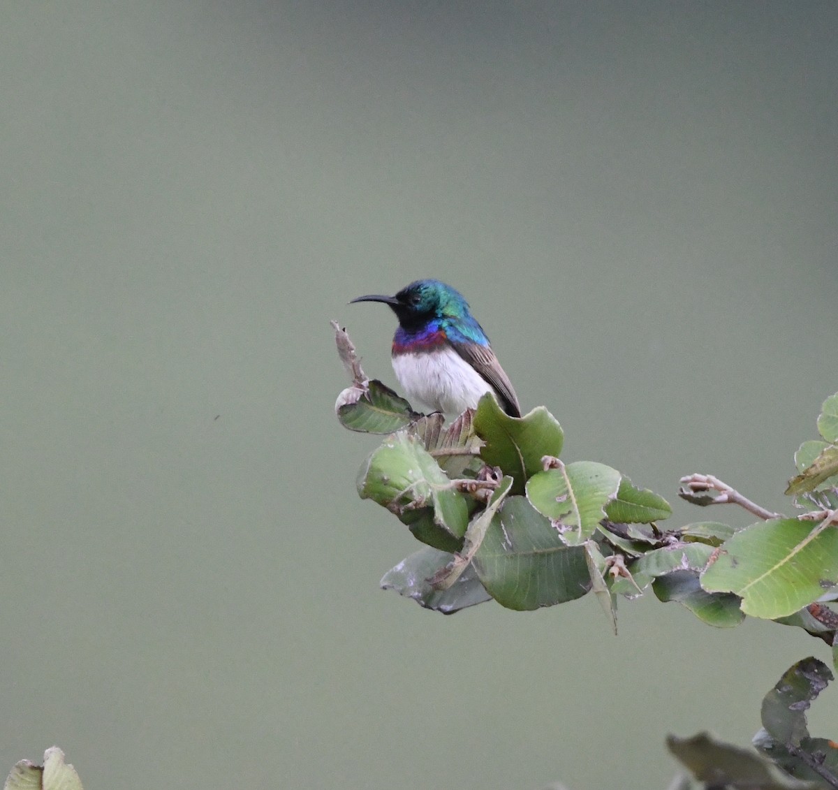 Oustalet's Sunbird (Angola) - ML621638337