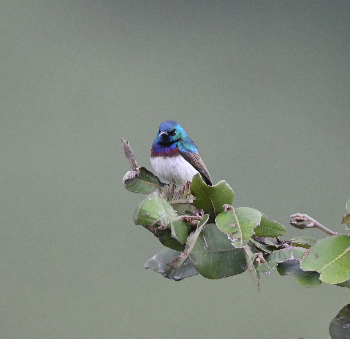 Oustalet's Sunbird (Angola) - ML621638354