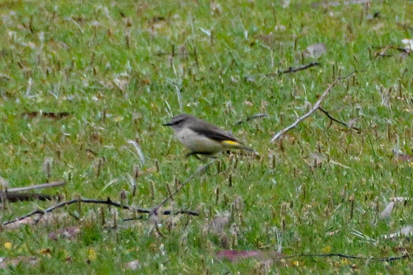 Yellow-rumped Thornbill - ML621638391