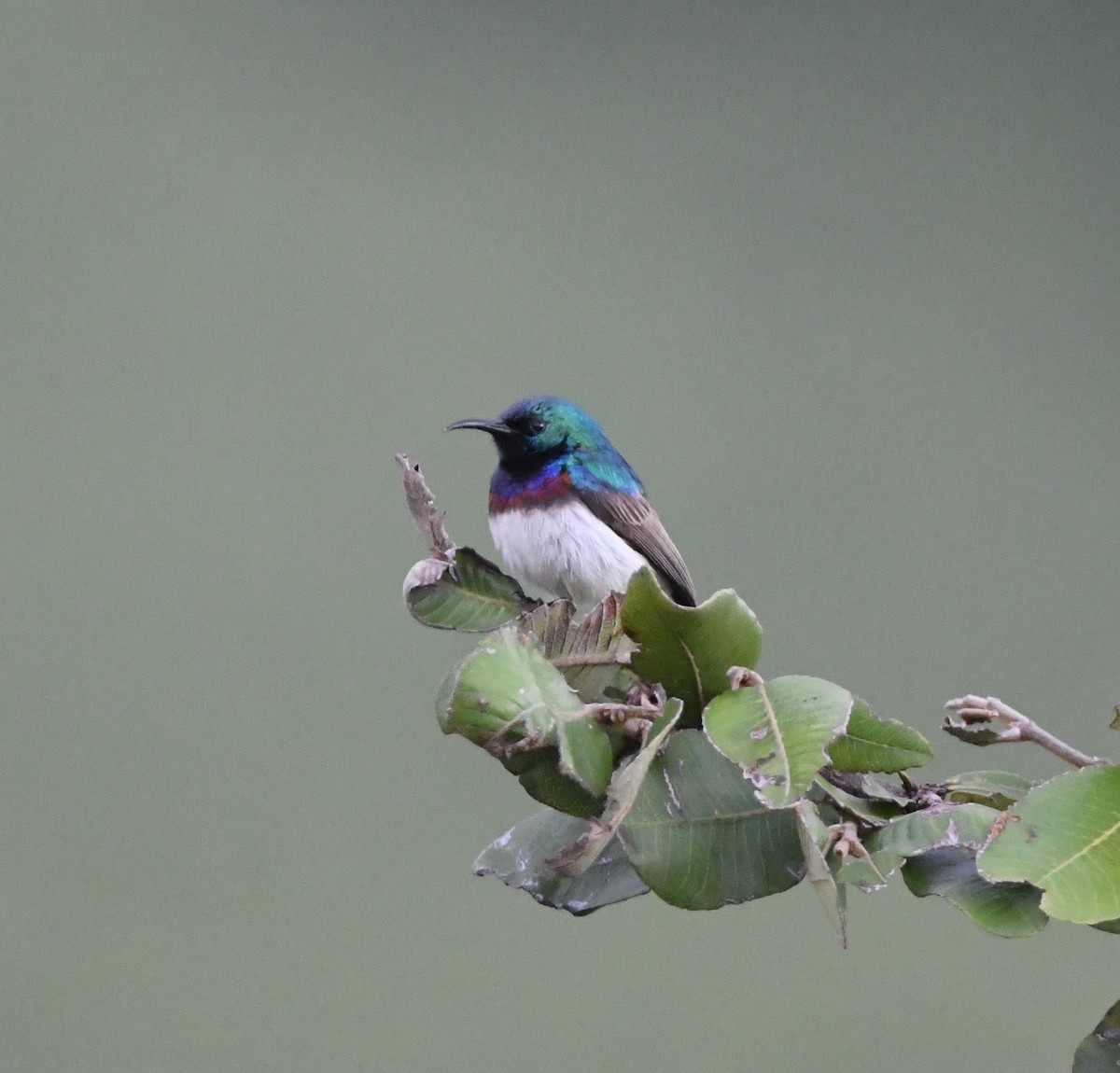 Oustalet's Sunbird (Angola) - Gabriel Jamie