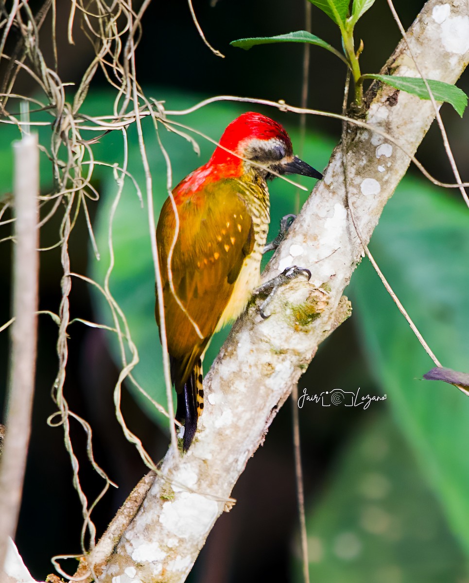 Yellow-vented Woodpecker - Jair Lozano