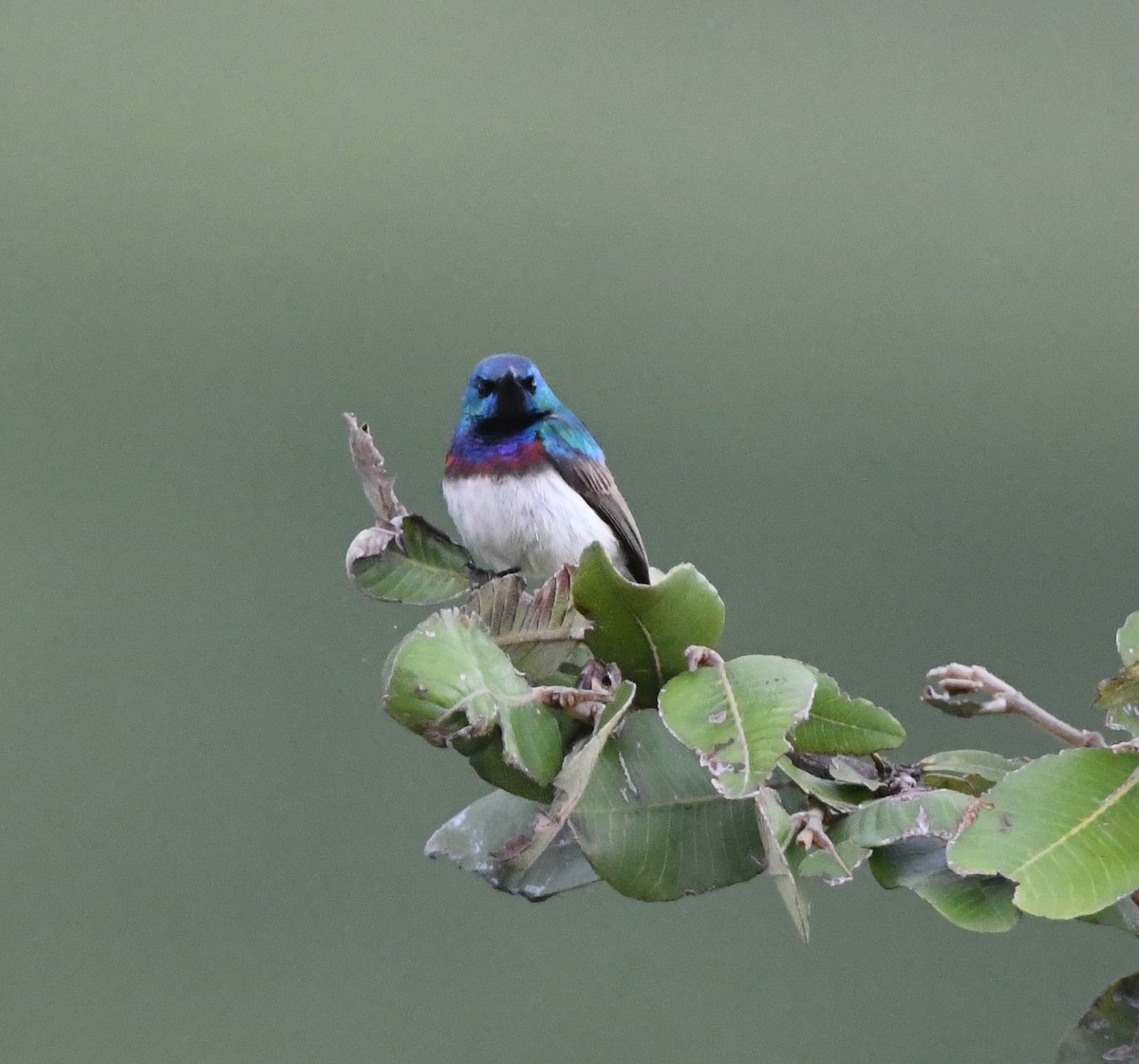 Oustalet's Sunbird (Angola) - ML621638410