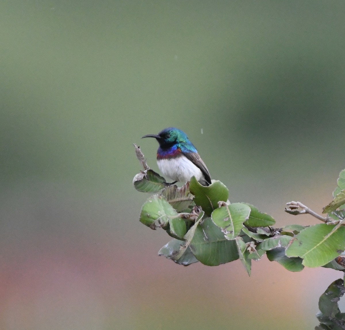 Oustalet's Sunbird (Angola) - ML621638427